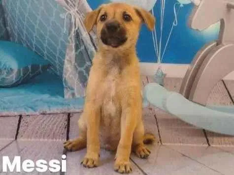 Cachorro ra a SRD idade Abaixo de 2 meses nome Filhotes 45 dias