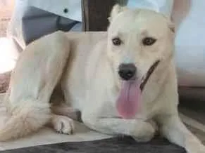 Cachorro ra a Labrador  idade 1 ano nome Nelso 