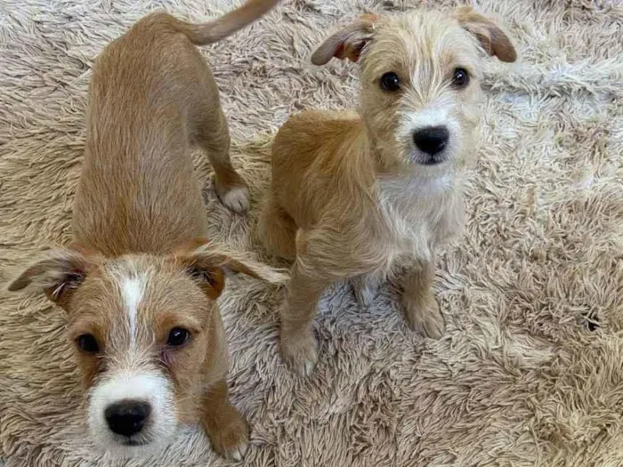 Cachorro ra a Desconhecida idade 2 a 6 meses nome Agnes e Margot