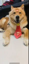 Mufasa