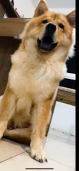Mufasa