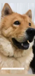 Mufasa