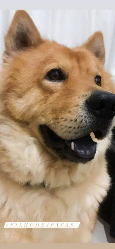 Cachorro ra a Chow Chow idade 3 anos nome Mufasa