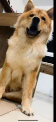 Mufasa