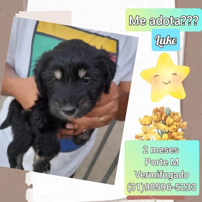 Cachorro raça SRD idade 2 a 6 meses nome Luke