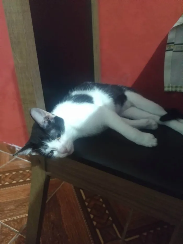 Gato ra a Gato idade 7 a 11 meses nome Mia