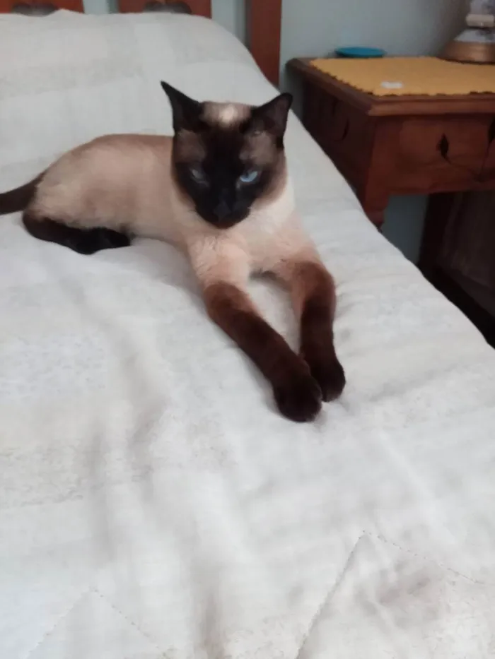 Gato ra a SIAMÊS  idade 2 anos nome Mag