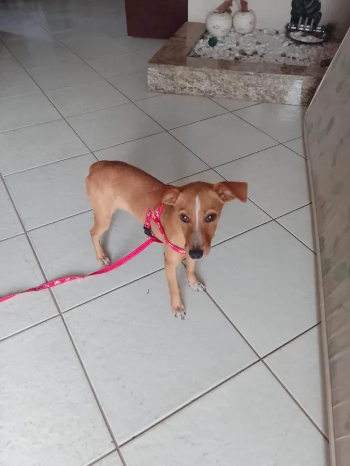 Cachorro ra a Vira lata  idade 7 a 11 meses nome Raya 