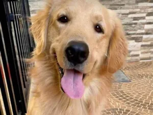 Cachorro raça Golden  mestiço labrador  idade 2 anos nome Paçoca 