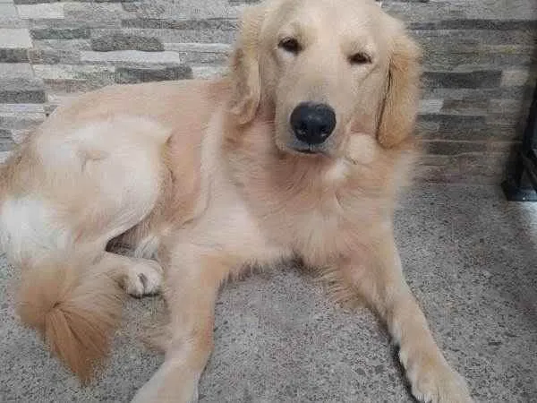 Cachorro ra a Golden  mestiço labrador  idade 2 anos nome Paçoca 