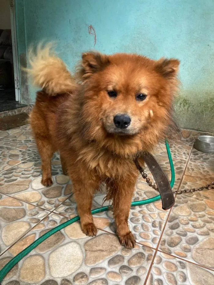 Cachorro ra a Chow chow idade 2 anos nome Ralf