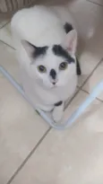 Nino