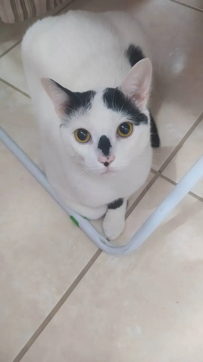 Gato ra a Vira lata idade 1 ano nome Nino