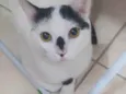 Nino