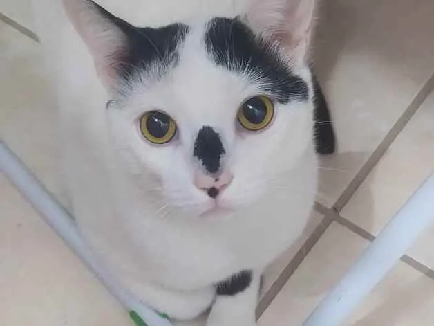 Gato ra a Vira lata idade 1 ano nome Nino