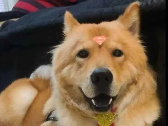Cachorro ra a Chow Chow idade 3 anos nome Mufasa