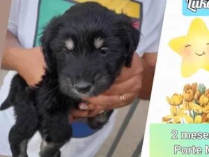 Cachorro raça SRD idade 2 a 6 meses nome Luke