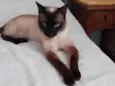 Mag