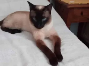 Gato raça SIAMÊS  idade 2 anos nome Mag