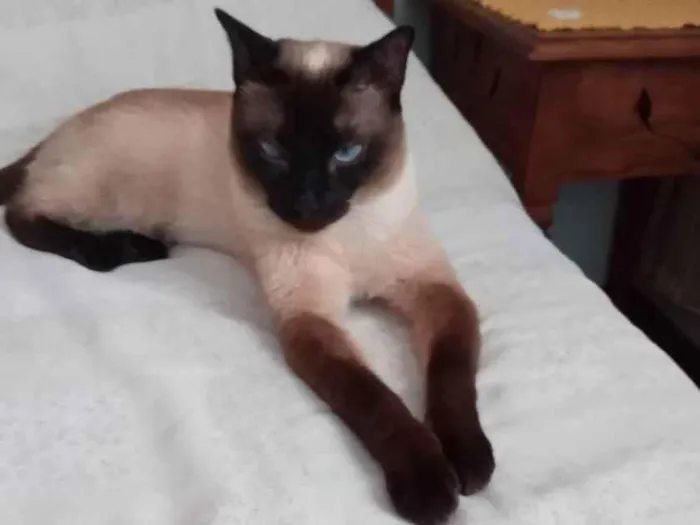 Gato ra a SIAMÊS  idade 2 anos nome Mag