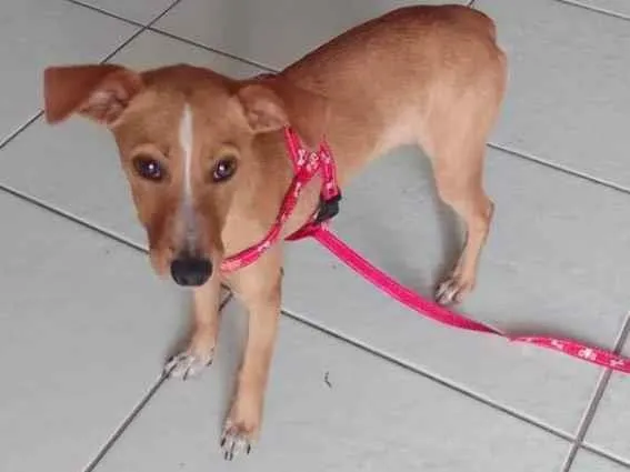 Cachorro ra a Vira lata  idade 7 a 11 meses nome Raya 