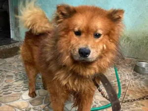 Cachorro raça Chow chow idade 2 anos nome Ralf