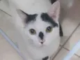 Nino