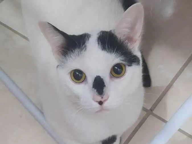 Gato ra a Vira lata idade 1 ano nome Nino