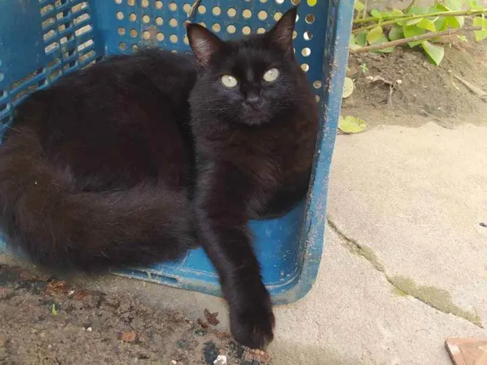 Gato ra a Misto, lembra um angorá idade 2 anos nome Fefê