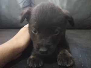 Cachorro raça VL idade Abaixo de 2 meses nome Não tem