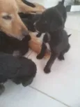 Pretinha