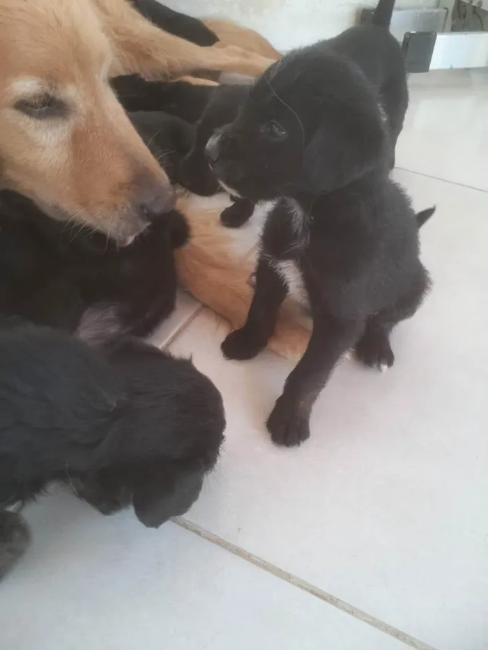 Cachorro raça vira-lata idade Abaixo de 2 meses nome Pretinha