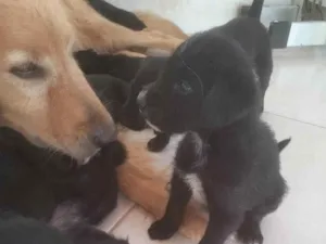 Cachorro raça vira-lata idade Abaixo de 2 meses nome Pretinha