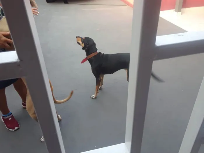 Cachorro raça Vira lata idade 5 anos nome Tigresa