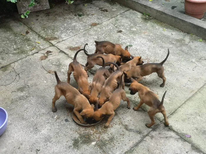 Cachorro ra a Pastor belga malinois idade 2 a 6 meses nome Filhotes 