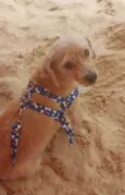 Pingo