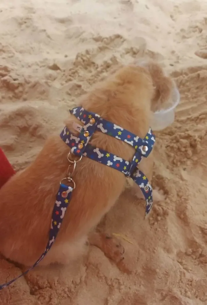 Cachorro raça Mestiço idade 5 anos nome Pingo