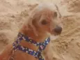 Pingo