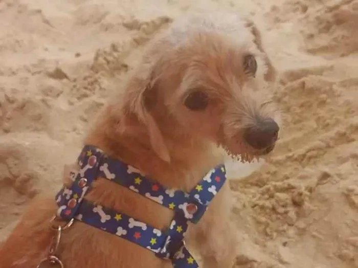 Cachorro raça Mestiço idade 5 anos nome Pingo