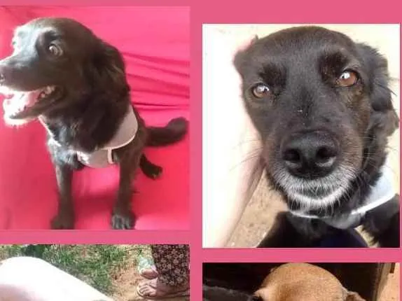 Cachorro ra a Sem raça idade 5 anos nome Pretinha e Caramelo