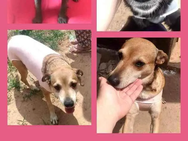 Cachorro ra a Sem raça idade 5 anos nome Pretinha e Caramelo