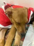 Cachorro raça SRD idade 2 a 6 meses nome Sem Nome