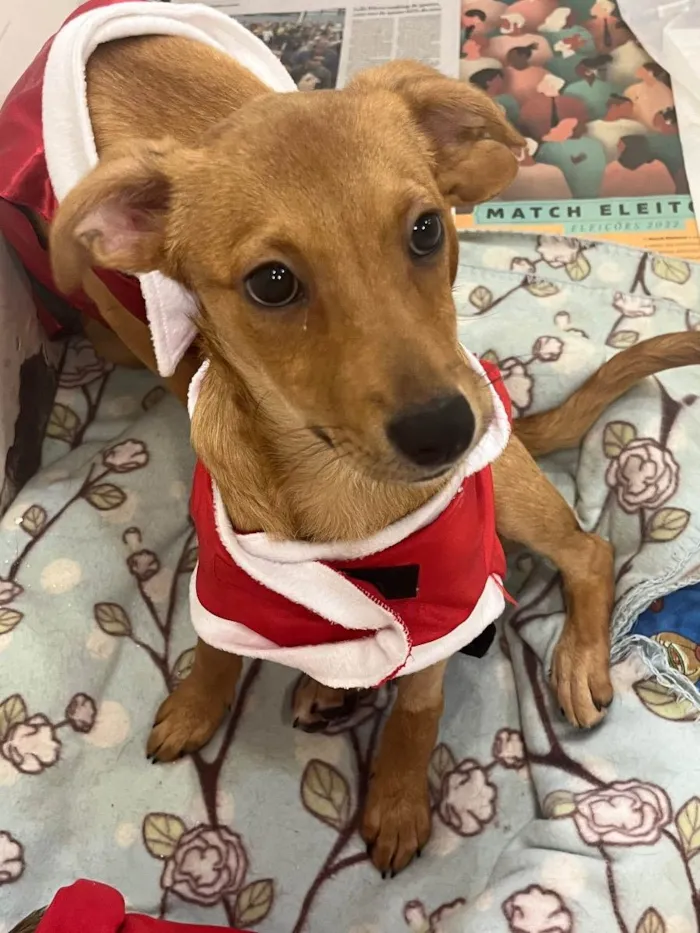 Cachorro raça SRD idade 2 a 6 meses nome Sem Nome