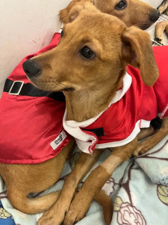 Cachorro raça SRD idade 2 a 6 meses nome Sem Nome