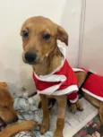 Cachorro raça SRD idade 2 a 6 meses nome Sem Nome
