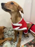 Cachorro raça SRD idade 2 a 6 meses nome Sem Nome
