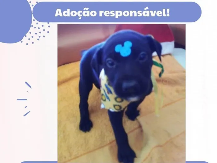 Cachorro raça Sem raça definida  idade Abaixo de 2 meses nome Oreo