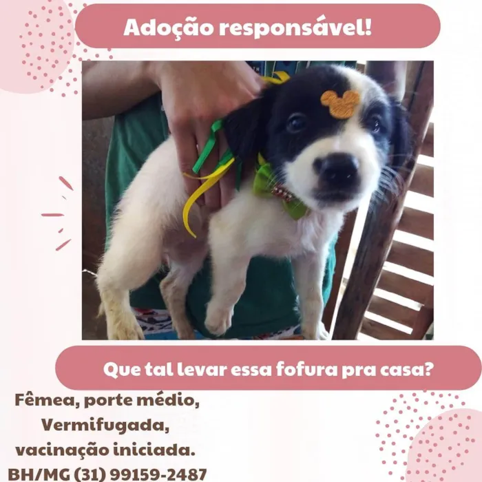 Cachorro raça Sem raça definida  idade Abaixo de 2 meses nome Babalu 