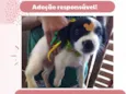 Babalu 