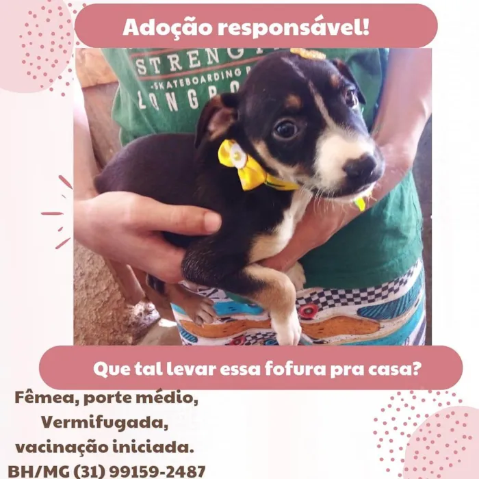 Cachorro raça Sem raça definida  idade Abaixo de 2 meses nome Cacau